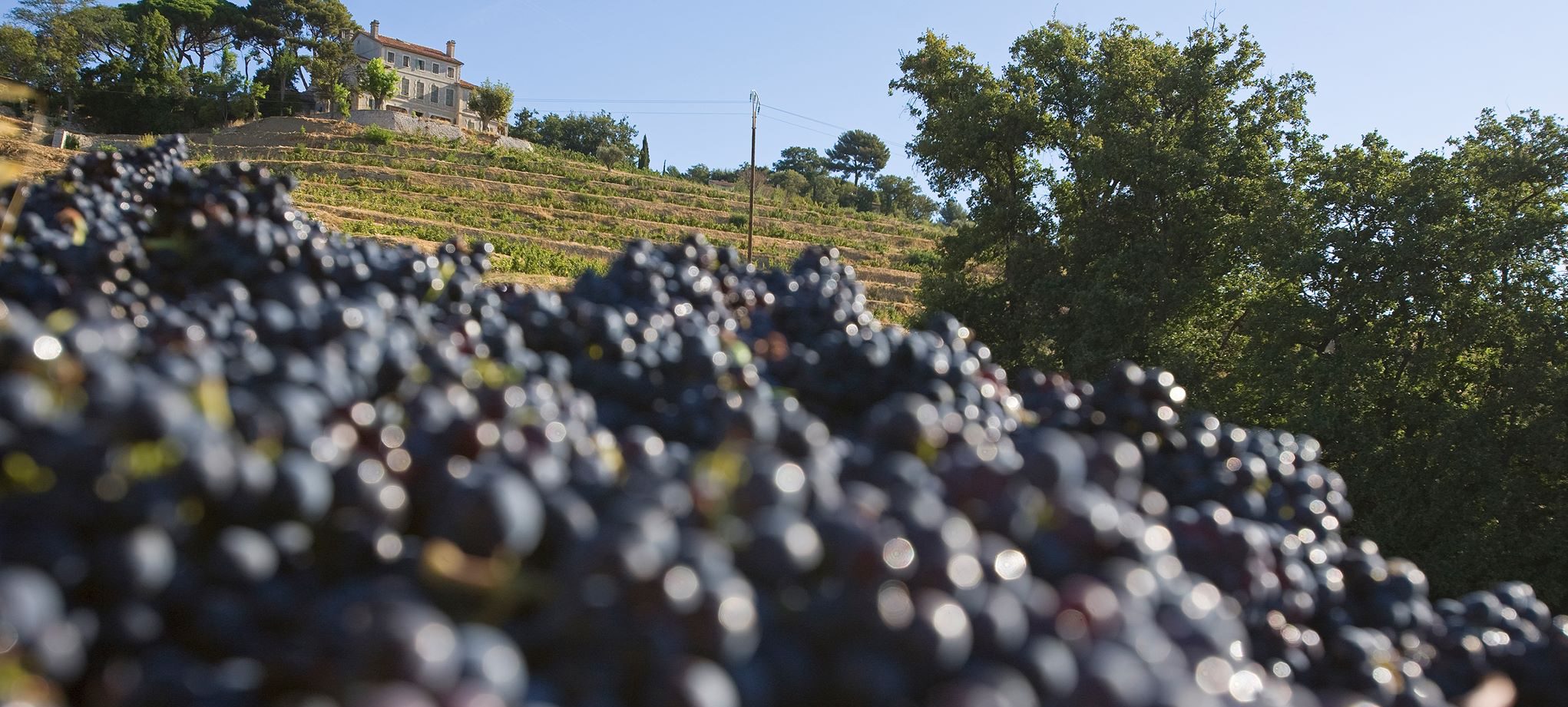 Klassiek rood uit Bandol|||