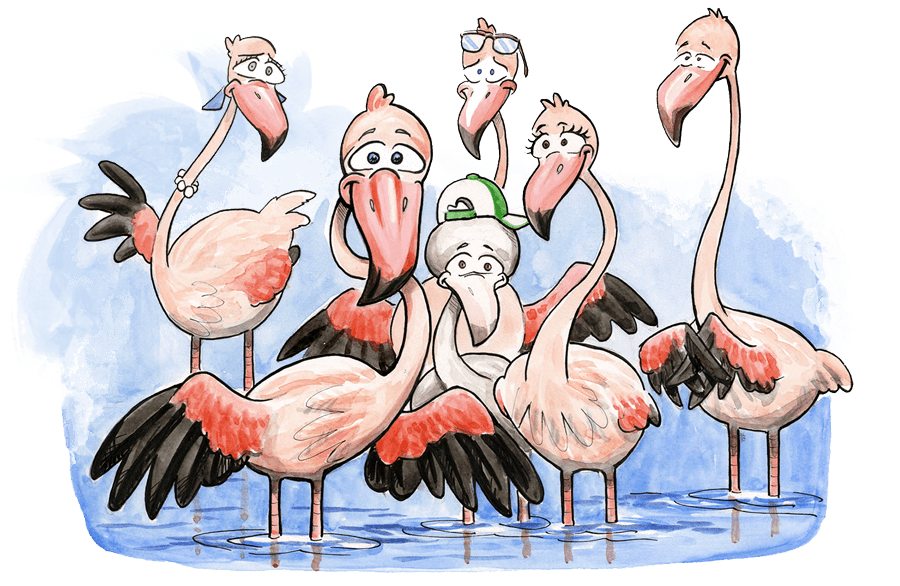 adopteer een flamingo||||